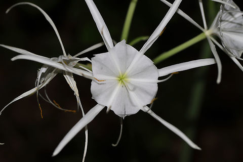 Woodland Spider-Lily (Hymenocallis occidentalis) On a woodland trail near a reregulation pool. Near the Coosawattee River/Carters Lake. 
https://www.jungledragon.com/image/82886/woodland_spider-lily_hymenocallis_occidentalis.html
https://www.jungledragon.com/image/82884/woodland_spider-lily_hymenocallis_occidentalis.html Geotagged,Hymenocallis occidentalis,Summer,United States,Woodland spider-lily