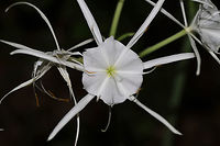 Woodland Spider-Lily (Hymenocallis occidentalis) On a woodland trail near a reregulation pool. Near the Coosawattee River/Carters Lake. <br />
https://www.jungledragon.com/image/82886/woodland_spider-lily_hymenocallis_occidentalis.html<br />
https://www.jungledragon.com/image/82884/woodland_spider-lily_hymenocallis_occidentalis.html Geotagged,Hymenocallis occidentalis,Summer,United States,Woodland spider-lily