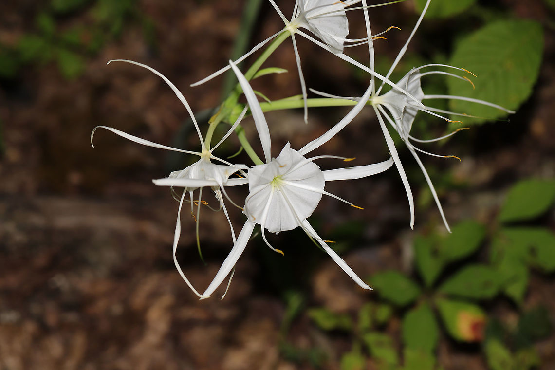 Woodland Spider-Lily (Hymenocallis occidentalis) On a woodland trail near a reregulation pool. Near the Coosawattee River/Carters Lake. <br />
<figure class="photo"><a href="https://www.jungledragon.com/image/82885/woodland_spider-lily_hymenocallis_occidentalis.html" title="Woodland Spider-Lily (Hymenocallis occidentalis)"><img src="https://s3.amazonaws.com/media.jungledragon.com/images/3231/82885_thumb.jpg?AWSAccessKeyId=05GMT0V3GWVNE7GGM1R2&Expires=1770854410&Signature=ZZ%2FwKZr0MlQToErXSuDaM0RKaDI%3D" width="200" height="134" alt="Woodland Spider-Lily (Hymenocallis occidentalis) On a woodland trail near a reregulation pool. Near the Coosawattee River/Carters Lake. <br />
https://www.jungledragon.com/image/82886/woodland_spider-lily_hymenocallis_occidentalis.html<br />
https://www.jungledragon.com/image/82884/woodland_spider-lily_hymenocallis_occidentalis.html Geotagged,Hymenocallis occidentalis,Summer,United States,Woodland spider-lily" /></a></figure><br />
<figure class="photo"><a href="https://www.jungledragon.com/image/82884/woodland_spider-lily_hymenocallis_occidentalis.html" title="Woodland Spider-Lily (Hymenocallis occidentalis)"><img src="https://s3.amazonaws.com/media.jungledragon.com/images/3231/82884_thumb.jpg?AWSAccessKeyId=05GMT0V3GWVNE7GGM1R2&Expires=1770854410&Signature=%2BeNYf6FNzxKYF9gdv7ukvytTx9Q%3D" width="200" height="134" alt="Woodland Spider-Lily (Hymenocallis occidentalis) On a woodland trail near a reregulation pool. Near the Coosawattee River/Carters Lake. <br />
https://www.jungledragon.com/image/82886/woodland_spider-lily_hymenocallis_occidentalis.html<br />
https://www.jungledragon.com/image/82885/woodland_spider-lily_hymenocallis_occidentalis.html Geotagged,Hymenocallis occidentalis,Summer,United States,Woodland spider-lily" /></a></figure> Geotagged,Hymenocallis occidentalis,Summer,United States,Woodland spider-lily