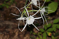 Woodland Spider-Lily (Hymenocallis occidentalis) On a woodland trail near a reregulation pool. Near the Coosawattee River/Carters Lake. <br />
https://www.jungledragon.com/image/82885/woodland_spider-lily_hymenocallis_occidentalis.html<br />
https://www.jungledragon.com/image/82884/woodland_spider-lily_hymenocallis_occidentalis.html Geotagged,Hymenocallis occidentalis,Summer,United States,Woodland spider-lily