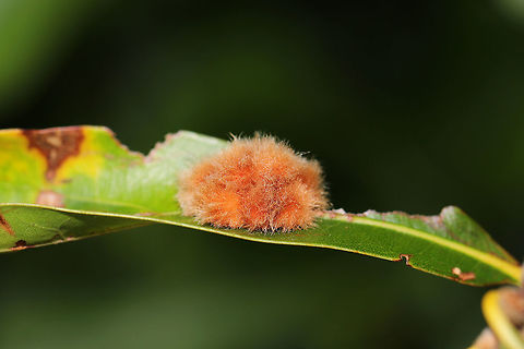 Furry Oak Leaf Gall Wasp (Callirhytis furva) on Water Oak (Quercus nigra) Fuzzy gall found on Water Oak (Quercus nigra) near a lake re-regulation reservoir. Callirhytis furva,Geotagged,Summer,United States