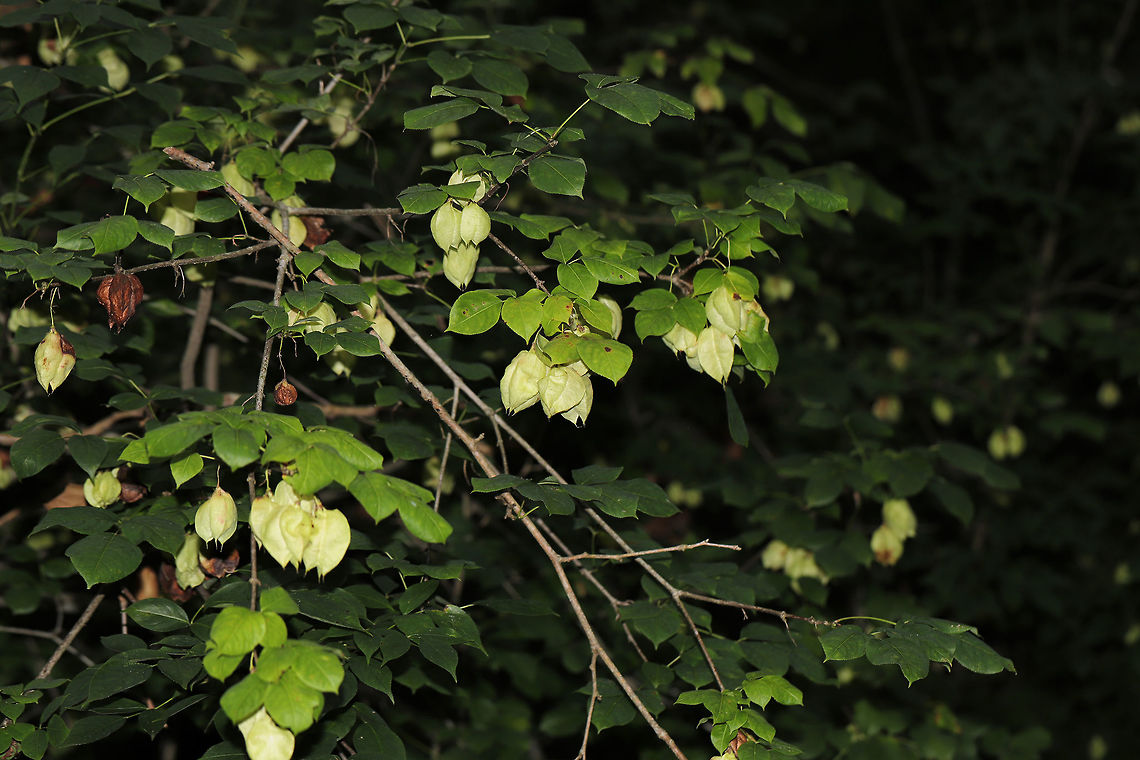 American Bladdernut (Staphylea trifolia) Near a moist forest trail. By a re-regulation reservoir/Coosawattee River/Carters Lake.  American bladdernut,Geotagged,Staphylea trifolia,Summer,United States