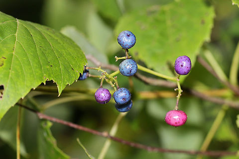 Heart Leaf Peppervine (Ampelopsis cordata) Near a moist forest trail. By a re-regulation reservoir/Coosawattee River/Carters Lake.

Can be differentiated from Ampelopsis glandulosa by its unlobed leaves and young green twigs.
https://www.jungledragon.com/image/82891/heart_leaf_peppervine_ampelopsis_cordata.html Ampelopsis cordata,Geotagged,Summer,United States