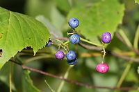 Heart Leaf Peppervine (Ampelopsis cordata) Near a moist forest trail. By a re-regulation reservoir/Coosawattee River/Carters Lake.<br />
<br />
Can be differentiated from Ampelopsis glandulosa by its unlobed leaves and young green twigs.<br />
https://www.jungledragon.com/image/82891/heart_leaf_peppervine_ampelopsis_cordata.html Ampelopsis cordata,Geotagged,Summer,United States