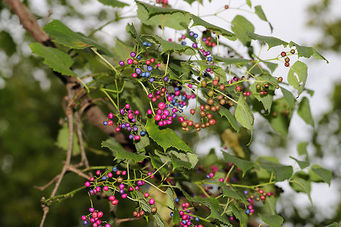 Heart Leaf Peppervine (Ampelopsis cordata) Near a moist forest trail. By a re-regulation reservoir/Coosawattee River/Carters Lake.

Can be differentiated from Ampelopsis glandulosa by its unlobed leaves and young green twigs.
https://www.jungledragon.com/image/82890/heart_leaf_peppervine_ampelopsis_cordata.html Ampelopsis cordata,Geotagged,Summer,United States