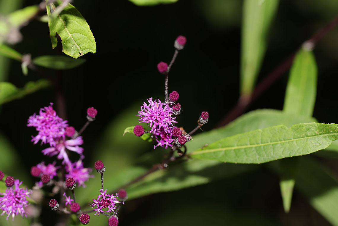 Ironweed (Vernonia sp.) At a powerline cut at the edge of a forest. Need to key this one out later. At first glance, I thought Vernonia gigantea, but I'm not so sure. Geotagged,Giant ironweed,Summer,United States,Vernonia gigantea