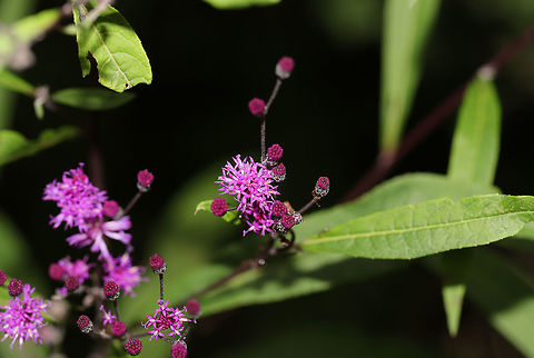 Ironweed (Vernonia sp.) At a powerline cut at the edge of a forest. Need to key this one out later. At first glance, I thought Vernonia gigantea, but I'm not so sure. Geotagged,Giant ironweed,Summer,United States,Vernonia gigantea