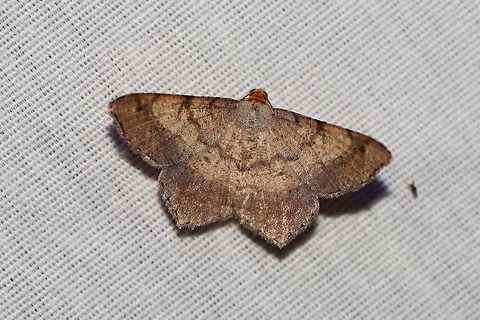 Bicolored Angle (Macaria bicolorata) At a 395nm UV light setup at the edge of a dense mixed forest.  Geotagged,Macaria bicolorata,Summer,United States,moth,moth week 2019