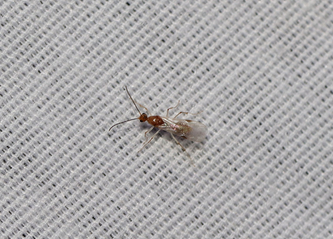 Brachyponera chinensis At a 395nm UV light setup by a dense mixed forest.  Brachyponera chinensis,Geotagged,Summer,United States