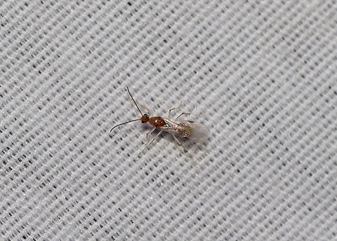 Brachyponera chinensis At a 395nm UV light setup by a dense mixed forest.  Brachyponera chinensis,Geotagged,Summer,United States