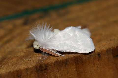 White Flannel Moth (Norape ovina) ♂ At a 395nm UV light setup at the edge of a dense mixed forest. Males of this species have orangish antennae.
https://www.jungledragon.com/image/82931/white_flannel_moth_norape_ovina.html Geotagged,Norape ovina,Summer,United States