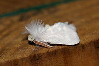White Flannel Moth (Norape ovina) ♂ At a 395nm UV light setup at the edge of a dense mixed forest. Males of this species have orangish antennae.<br />
https://www.jungledragon.com/image/82931/white_flannel_moth_norape_ovina.html Geotagged,Norape ovina,Summer,United States