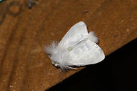 White Flannel Moth (Norape ovina) ♂ At a 395nm UV light setup at the edge of a dense mixed forest. Males of this species have orangish antennae.<br />
https://www.jungledragon.com/image/82930/white_flannel_moth_norape_ovina.html Geotagged,Norape ovina,Summer,United States