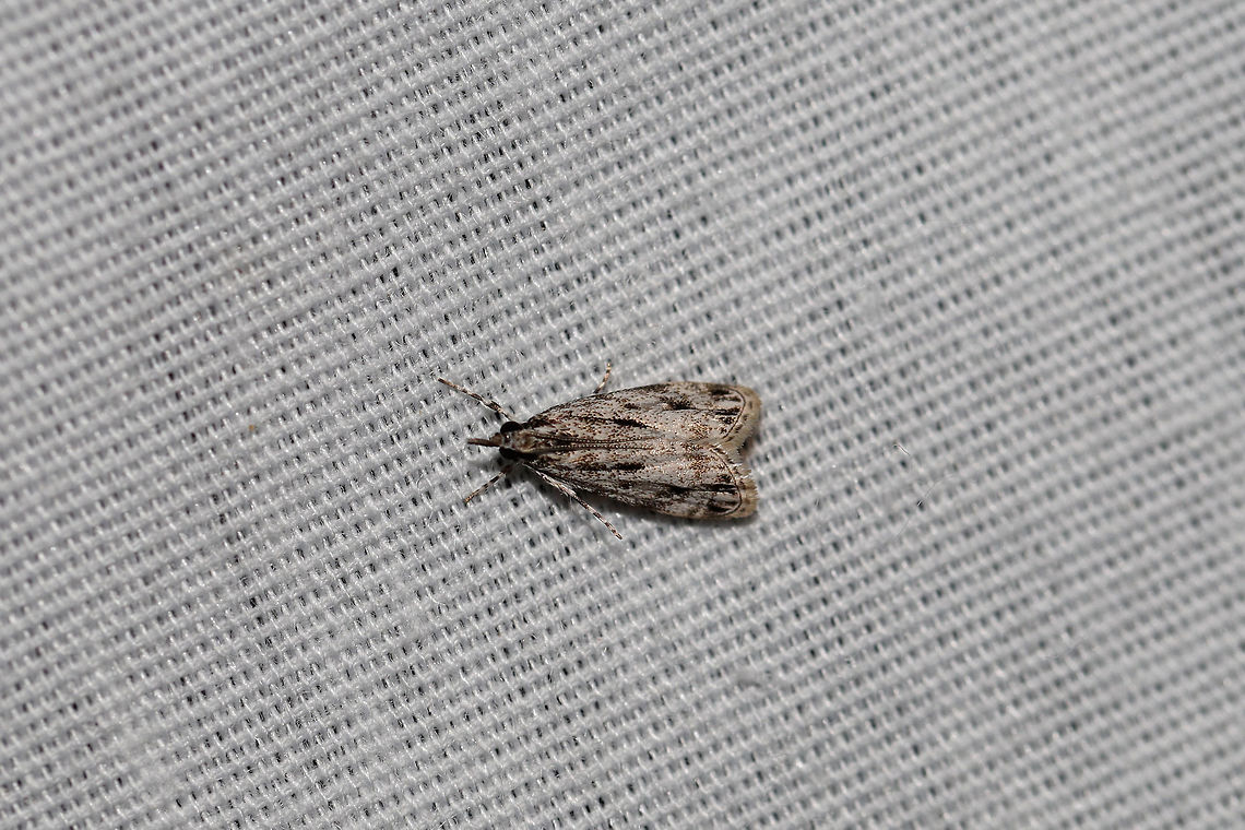 Striped Eudonia Moth (Eudonia strigalis) At a 395nm UV light setup at the edge of a dense mixed forest.  Eudonia strigalis,Geotagged,Striped eudonia moth,Summer,United States