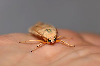 Tussock Moth (Halysidota sp.) A grumpy mugshot for Christine. :)<br />
<br />
At a 395nm UV light setup at the edge of a dense mixed forest. This is likely the Banded Tussock Moth (Halysidota tessellaris), but I cannot rule out Halysidota harrisii without further study. I am thinking it is the former, however, as we don't have many Sycamore trees (the host plant for the latter) on our forested land.<br />
<br />
https://www.jungledragon.com/image/82934/tussock_moth_halysidota_sp.html Geotagged,Summer,United States