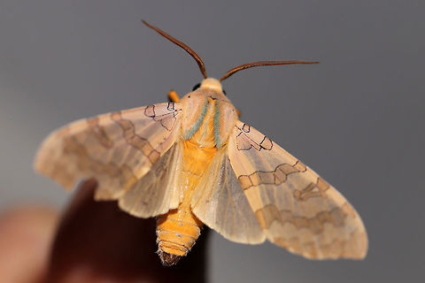 Tussock Moth (Halysidota sp.) At a 395nm UV light setup at the edge of a dense mixed forest. This is likely the Banded Tussock Moth (Halysidota tessellaris), but I cannot rule out Halysidota harrisii without further study. I am thinking it is the former, however, as we don't have many Sycamore trees (the host plant for the latter) on our forested land. 
https://www.jungledragon.com/image/82933/tussock_moth_halysidota_sp.html Geotagged,Summer,United States