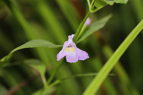 Sharpwing Monkeyflower (Mimulus alatus) At a roadcut near a woodland/re-regulation pool. Near the Coosawattee River/Carters Lake. 
Plant had petiolate leaves, so I was able to differentiate from M. ringens.
 Geotagged,Mimulus alatus,Summer,United States