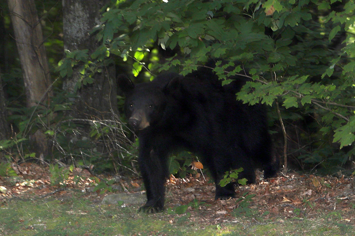 American Black Bear (Ursus americanus) I had to pull out my camera on-the-fly to grab a shot of this large black bear emerging from the woods as we passed (in our vehicle) on the road. We did not stop for these photos (why there is blur) as I did not want to disturb the bear. Unfortunately, I had no time to adjust settings for a proper shot! American black bear,Geotagged,Summer,United States,Ursus americanus