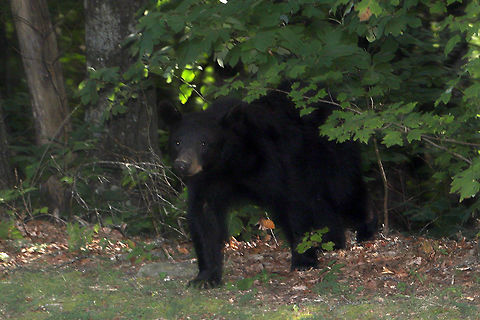 American Black Bear (Ursus americanus) I had to pull out my camera on-the-fly to grab a shot of this large black bear emerging from the woods as we passed (in our vehicle) on the road. We did not stop for these photos (why there is blur) as I did not want to disturb the bear. Unfortunately, I had no time to adjust settings for a proper shot! American black bear,Geotagged,Summer,United States,Ursus americanus