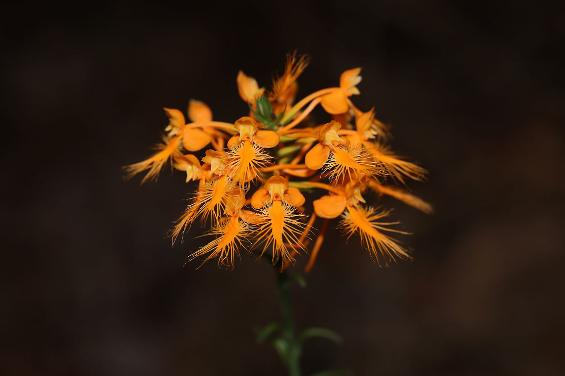 Orange-Fringed Orchid (Platanthera ciliaris) Growing (practically everywhere) on hillsides and along a lakeside at Fort Mountain State park. This is one of my bucketlist orchids, so I was thrilled to see them in such large numbers. It was totally worth the short trip up the mountain (did I mention I have a phobia of winding mountain passes?)!<br />
<br />
Pollinators of this orchid include: The Monarch Butterfly (Danaus plexippus), the Eastern Tiger Swallowtail (Papilio glaucus), the Black Swallowtail (Papilio polyxenes), the Spicebush Swallowtail (Papilio troilus), the Striped Hairstreak (Satyrium liparops) and moths like the White-Lined Sphinx (Hyles lineata).<br />
<figure class="photo"><a href="https://www.jungledragon.com/image/82999/orange-fringed_orchid_platanthera_ciliaris.html" title="Orange-Fringed Orchid (Platanthera ciliaris)"><img src="https://s3.amazonaws.com/media.jungledragon.com/images/3231/82999_thumb.jpg?AWSAccessKeyId=05GMT0V3GWVNE7GGM1R2&Expires=1759968010&Signature=Pie2nKLFWxXl5PkVSF25oc7SfjA%3D" width="102" height="152" alt="Orange-Fringed Orchid (Platanthera ciliaris) Growing (practically everywhere) on hillsides and along a lakeside at Fort Mountain State park. This is one of my bucketlist orchids, so I was thrilled to see them in such large numbers. It was totally worth the short trip up the mountain (did I mention I have a phobia of winding mountain passes?)! <br />
<br />
Pollinators of this orchid include: The Monarch Butterfly (Danaus plexippus), the Eastern Tiger Swallowtail (Papilio glaucus), the Black Swallowtail (Papilio polyxenes), the Spicebush Swallowtail (Papilio troilus), the Striped Hairstreak (Satyrium liparops) and moths like the White-Lined Sphinx (Hyles lineata).<br />
https://www.jungledragon.com/image/82998/orange-fringed_orchid_platanthera_ciliaris.html Geotagged,Platanthera ciliaris,Summer,United States,Yellow fringed orchid" /></a></figure> Geotagged,Platanthera ciliaris,Summer,United States,Yellow fringed orchid