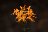 Orange-Fringed Orchid (Platanthera ciliaris) Growing (practically everywhere) on hillsides and along a lakeside at Fort Mountain State park. This is one of my bucketlist orchids, so I was thrilled to see them in such large numbers. It was totally worth the short trip up the mountain (did I mention I have a phobia of winding mountain passes?)!<br />
<br />
Pollinators of this orchid include: The Monarch Butterfly (Danaus plexippus), the Eastern Tiger Swallowtail (Papilio glaucus), the Black Swallowtail (Papilio polyxenes), the Spicebush Swallowtail (Papilio troilus), the Striped Hairstreak (Satyrium liparops) and moths like the White-Lined Sphinx (Hyles lineata).<br />
https://www.jungledragon.com/image/82999/orange-fringed_orchid_platanthera_ciliaris.html Geotagged,Platanthera ciliaris,Summer,United States,Yellow fringed orchid