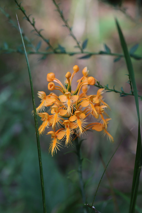 Orange-Fringed Orchid (Platanthera ciliaris) Growing (practically everywhere) on hillsides and along a lakeside at Fort Mountain State park. This is one of my bucketlist orchids, so I was thrilled to see them in such large numbers. It was totally worth the short trip up the mountain (did I mention I have a phobia of winding mountain passes?)! <br />
<br />
Pollinators of this orchid include: The Monarch Butterfly (Danaus plexippus), the Eastern Tiger Swallowtail (Papilio glaucus), the Black Swallowtail (Papilio polyxenes), the Spicebush Swallowtail (Papilio troilus), the Striped Hairstreak (Satyrium liparops) and moths like the White-Lined Sphinx (Hyles lineata).<br />
<figure class="photo"><a href="https://www.jungledragon.com/image/82998/orange-fringed_orchid_platanthera_ciliaris.html" title="Orange-Fringed Orchid (Platanthera ciliaris)"><img src="https://s3.amazonaws.com/media.jungledragon.com/images/3231/82998_thumb.jpg?AWSAccessKeyId=05GMT0V3GWVNE7GGM1R2&Expires=1770854410&Signature=aGUftmaG7ZKBXmT1V6kfJ2NYeuA%3D" width="200" height="134" alt="Orange-Fringed Orchid (Platanthera ciliaris) Growing (practically everywhere) on hillsides and along a lakeside at Fort Mountain State park. This is one of my bucketlist orchids, so I was thrilled to see them in such large numbers. It was totally worth the short trip up the mountain (did I mention I have a phobia of winding mountain passes?)!<br />
<br />
Pollinators of this orchid include: The Monarch Butterfly (Danaus plexippus), the Eastern Tiger Swallowtail (Papilio glaucus), the Black Swallowtail (Papilio polyxenes), the Spicebush Swallowtail (Papilio troilus), the Striped Hairstreak (Satyrium liparops) and moths like the White-Lined Sphinx (Hyles lineata).<br />
https://www.jungledragon.com/image/82999/orange-fringed_orchid_platanthera_ciliaris.html Geotagged,Platanthera ciliaris,Summer,United States,Yellow fringed orchid" /></a></figure> Geotagged,Platanthera ciliaris,Summer,United States,Yellow fringed orchid