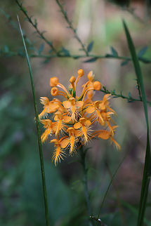 Orange-Fringed Orchid (Platanthera ciliaris) Growing (practically everywhere) on hillsides and along a lakeside at Fort Mountain State park. This is one of my bucketlist orchids, so I was thrilled to see them in such large numbers. It was totally worth the short trip up the mountain (did I mention I have a phobia of winding mountain passes?)! 

Pollinators of this orchid include: The Monarch Butterfly (Danaus plexippus), the Eastern Tiger Swallowtail (Papilio glaucus), the Black Swallowtail (Papilio polyxenes), the Spicebush Swallowtail (Papilio troilus), the Striped Hairstreak (Satyrium liparops) and moths like the White-Lined Sphinx (Hyles lineata).
https://www.jungledragon.com/image/82998/orange-fringed_orchid_platanthera_ciliaris.html Geotagged,Platanthera ciliaris,Summer,United States,Yellow fringed orchid