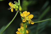 Maryland Wild Senna (Senna marilandica) A group of these lovely plants was in bloom on a dirt roadside, near the edge of a dense mixed forest and a seasonal stream. It was hard to miss the spires of bright yellow flowers! This is the first year I have seen these flowers since we have moved here, so I was so happy!<br />
https://www.jungledragon.com/image/83039/maryland_wild_senna_senna_marilandica.html Geotagged,Senna marilandica,Summer,United States
