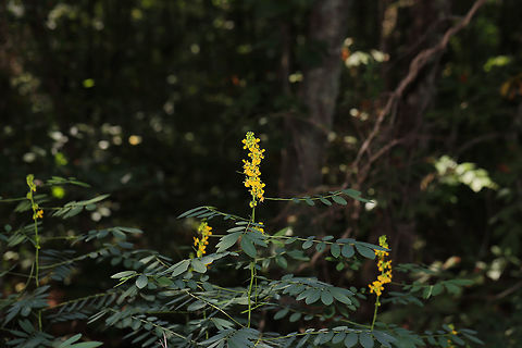 Maryland Wild Senna (Senna marilandica) A group of these lovely plants was in bloom on a dirt roadside, near the edge of a dense mixed forest and a seasonal stream. It was hard to miss the spires of bright yellow flowers! This is the first year I have seen these flowers since we have moved here, so I was so happy! 
https://www.jungledragon.com/image/83038/maryland_wild_senna_senna_marilandica.html Geotagged,Senna marilandica,Summer,United States