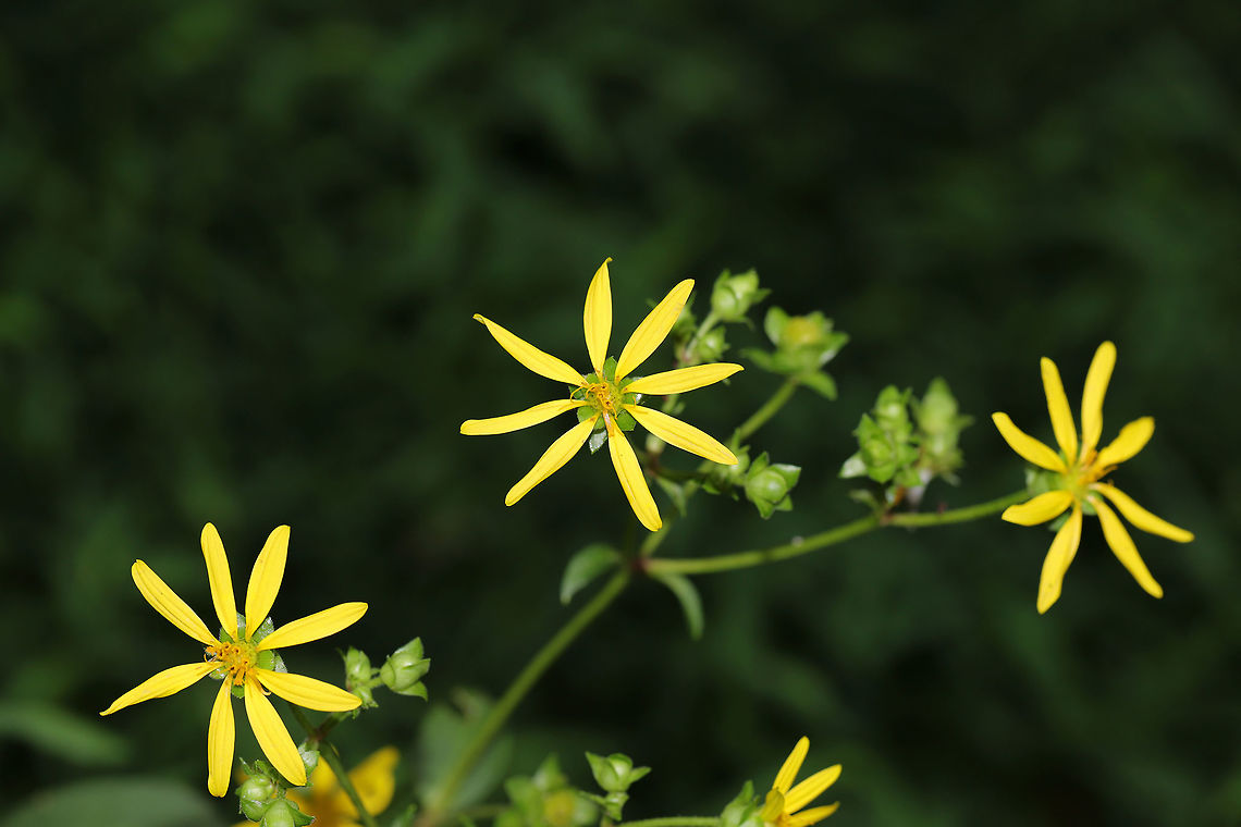 Starry Rosinweed (Silphium asteriscus) Near the edge of a dense mixed forest and a seasonal stream. Geotagged,Silphium asteriscus,Starry rosinweed,Summer,United States