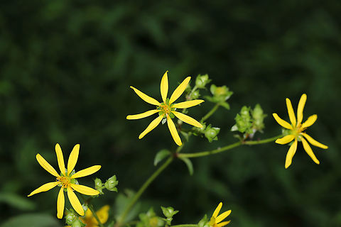 Starry rosinweed