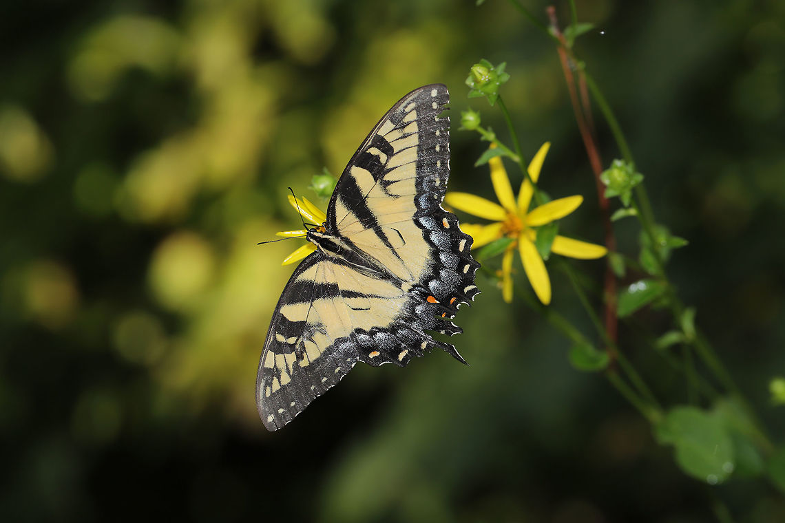 Eastern Tiger Swallowtail (Papilio glaucus) ♀ Butterfly on Starry Rosinweed (Silphium asteriscus) near the edge of a dense mixed forest and a seasonal stream. Eastern Tiger Swallowtail,Geotagged,Papilio glaucus,Summer,United States