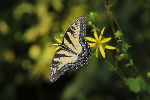 Eastern Tiger Swallowtail (Papilio glaucus) ♀ Butterfly on Starry Rosinweed (Silphium asteriscus) near the edge of a dense mixed forest and a seasonal stream. Eastern Tiger Swallowtail,Geotagged,Papilio glaucus,Summer,United States