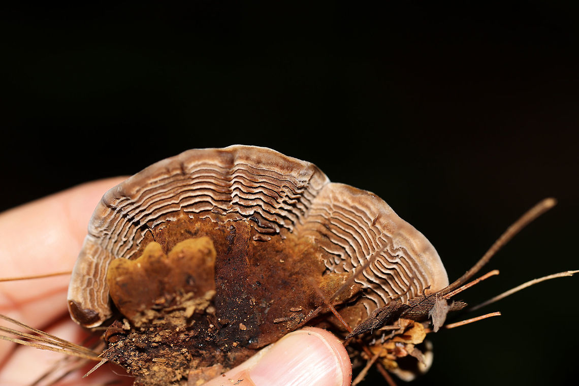 Coltricia montagnei On a shady, mixed woodland trail, under mostly pine. From what I hear, this species is a rare find. Its pores are quite interesting in that they radiate in a circular manner, forming concentric, almost gill-like plates.<br />
I wish I would have stayed a little longer for better shots, but the heat and humidity were wearing on me.<br />
<figure class="photo"><a href="https://www.jungledragon.com/image/83073/coltricia_montagnei.html" title="Coltricia montagnei"><img src="https://s3.amazonaws.com/media.jungledragon.com/images/3231/83073_thumb.jpg?AWSAccessKeyId=05GMT0V3GWVNE7GGM1R2&Expires=1759968010&Signature=tt6M%2Fl7pr%2Fsx82xlU8SkhuoVqV4%3D" width="200" height="134" alt="Coltricia montagnei On a shady, mixed woodland trail, under mostly pine. From what I hear, this species is a rare find. Its pores are quite interesting in that they radiate in a circular manner, forming concentric, almost gill-like plates.<br />
https://www.jungledragon.com/image/83072/coltricia_montagnei.html Coltricia montagnei,Geotagged,Summer,United States" /></a></figure> Coltricia montagnei,Geotagged,Summer,United States