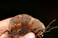 Coltricia montagnei On a shady, mixed woodland trail, under mostly pine. From what I hear, this species is a rare find. Its pores are quite interesting in that they radiate in a circular manner, forming concentric, almost gill-like plates.<br />
I wish I would have stayed a little longer for better shots, but the heat and humidity were wearing on me.<br />
https://www.jungledragon.com/image/83073/coltricia_montagnei.html Coltricia montagnei,Geotagged,Summer,United States