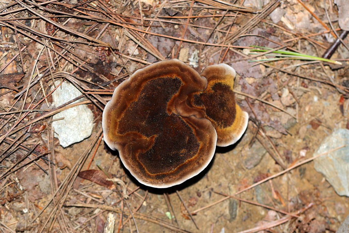 Coltricia montagnei On a shady, mixed woodland trail, under mostly pine. From what I hear, this species is a rare find. Its pores are quite interesting in that they radiate in a circular manner, forming concentric, almost gill-like plates.<br />
<figure class="photo"><a href="https://www.jungledragon.com/image/83072/coltricia_montagnei.html" title="Coltricia montagnei"><img src="https://s3.amazonaws.com/media.jungledragon.com/images/3231/83072_thumb.jpg?AWSAccessKeyId=05GMT0V3GWVNE7GGM1R2&Expires=1759968010&Signature=BQVZfDWJjiGXzIfz977l7bJ0obo%3D" width="200" height="134" alt="Coltricia montagnei On a shady, mixed woodland trail, under mostly pine. From what I hear, this species is a rare find. Its pores are quite interesting in that they radiate in a circular manner, forming concentric, almost gill-like plates.<br />
I wish I would have stayed a little longer for better shots, but the heat and humidity were wearing on me.<br />
https://www.jungledragon.com/image/83073/coltricia_montagnei.html Coltricia montagnei,Geotagged,Summer,United States" /></a></figure> Coltricia montagnei,Geotagged,Summer,United States