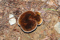 Coltricia montagnei On a shady, mixed woodland trail, under mostly pine. From what I hear, this species is a rare find. Its pores are quite interesting in that they radiate in a circular manner, forming concentric, almost gill-like plates.<br />
https://www.jungledragon.com/image/83072/coltricia_montagnei.html Coltricia montagnei,Geotagged,Summer,United States