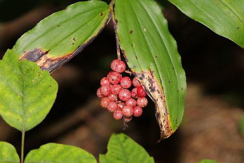 False Solomon's Seal (Maianthemum racemosum) - Fruiting On a wooded lakeside trail. 
https://www.jungledragon.com/image/83075/false_solomons_seal_maianthemum_racemosum_-_fruiting.html Feathery false lily of the valley,Geotagged,Maianthemum racemosum,Summer,United States