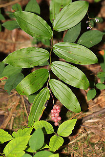 False Solomon's Seal (Maianthemum racemosum) - Fruiting On a wooded lakeside trail. 
https://www.jungledragon.com/image/83074/false_solomons_seal_maianthemum_racemosum_-_fruiting.html Feathery false lily of the valley,Geotagged,Maianthemum racemosum,Summer,United States