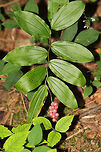 False Solomon's Seal (Maianthemum racemosum) - Fruiting On a wooded lakeside trail. <br />
https://www.jungledragon.com/image/83074/false_solomons_seal_maianthemum_racemosum_-_fruiting.html Feathery false lily of the valley,Geotagged,Maianthemum racemosum,Summer,United States