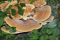 Berkeley's Polypore (Bondarzewia berkeleyi) Large polypore cluster at the base of an oak tree near a lakeside. <br />
https://www.jungledragon.com/image/83077/berkeleys_polypore_bondarzewia_berkeleyi.html<br />
https://www.jungledragon.com/image/83078/berkeleys_polypore_bondarzewia_berkeleyi.html Bondarzewia berkeleyi,Geotagged,Summer,United States
