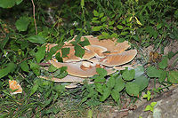 Berkeley's Polypore (Bondarzewia berkeleyi) Large polypore cluster at the base of an oak tree near a lakeside. <br />
https://www.jungledragon.com/image/83076/berkeleys_polypore_bondarzewia_berkeleyi.html<br />
https://www.jungledragon.com/image/83078/berkeleys_polypore_bondarzewia_berkeleyi.html Bondarzewia berkeleyi,Geotagged,Summer,United States