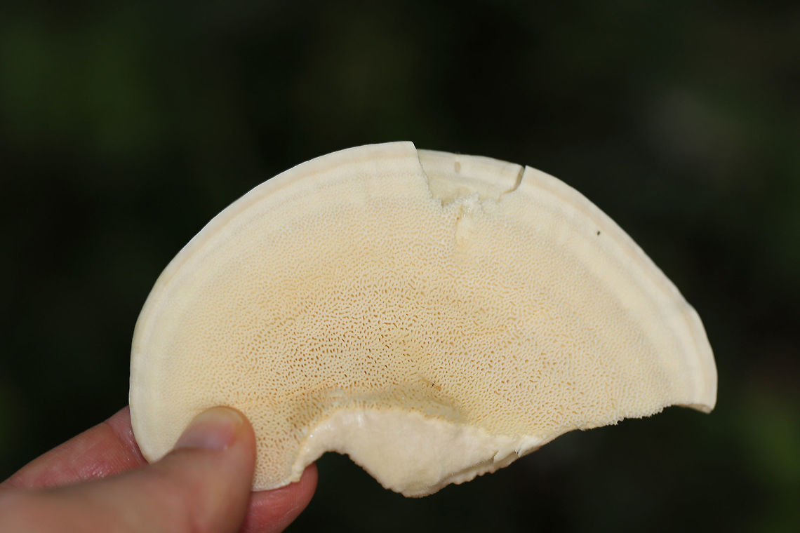 Berkeley's Polypore (Bondarzewia berkeleyi) Large polypore cluster at the base of an oak tree near a lakeside. <br />
<figure class="photo"><a href="https://www.jungledragon.com/image/83076/berkeleys_polypore_bondarzewia_berkeleyi.html" title="Berkeley&#039;s Polypore (Bondarzewia berkeleyi)"><img src="https://s3.amazonaws.com/media.jungledragon.com/images/3231/83076_thumb.jpg?AWSAccessKeyId=05GMT0V3GWVNE7GGM1R2&Expires=1767225610&Signature=WL1EeOf6WL05gb4TCBUb7B4s1xQ%3D" width="200" height="134" alt="Berkeley&#039;s Polypore (Bondarzewia berkeleyi) Large polypore cluster at the base of an oak tree near a lakeside. <br />
https://www.jungledragon.com/image/83077/berkeleys_polypore_bondarzewia_berkeleyi.html<br />
https://www.jungledragon.com/image/83078/berkeleys_polypore_bondarzewia_berkeleyi.html Bondarzewia berkeleyi,Geotagged,Summer,United States" /></a></figure><br />
<figure class="photo"><a href="https://www.jungledragon.com/image/83077/berkeleys_polypore_bondarzewia_berkeleyi.html" title="Berkeley&#039;s Polypore (Bondarzewia berkeleyi)"><img src="https://s3.amazonaws.com/media.jungledragon.com/images/3231/83077_thumb.jpg?AWSAccessKeyId=05GMT0V3GWVNE7GGM1R2&Expires=1767225610&Signature=5q5IluAbORuwyGhd5i8Qmt7fJ7E%3D" width="200" height="134" alt="Berkeley&#039;s Polypore (Bondarzewia berkeleyi) Large polypore cluster at the base of an oak tree near a lakeside. <br />
https://www.jungledragon.com/image/83076/berkeleys_polypore_bondarzewia_berkeleyi.html<br />
https://www.jungledragon.com/image/83078/berkeleys_polypore_bondarzewia_berkeleyi.html Bondarzewia berkeleyi,Geotagged,Summer,United States" /></a></figure> Bondarzewia berkeleyi,Geotagged,Summer,United States