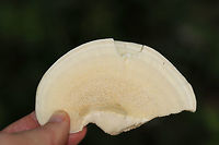 Berkeley's Polypore (Bondarzewia berkeleyi) Large polypore cluster at the base of an oak tree near a lakeside. <br />
https://www.jungledragon.com/image/83076/berkeleys_polypore_bondarzewia_berkeleyi.html<br />
https://www.jungledragon.com/image/83077/berkeleys_polypore_bondarzewia_berkeleyi.html Bondarzewia berkeleyi,Geotagged,Summer,United States