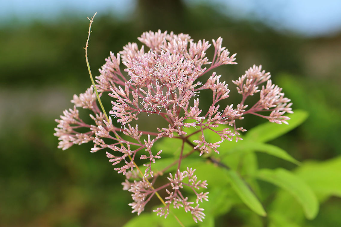 Hollow Joe-Pye Weed (Eutrochium fistulosum) Not sure of species-level ID at this point. On a lakeside trail. <br />
<figure class="photo"><a href="https://www.jungledragon.com/image/83080/hollow_joe-pye_weed_eutrochium_fistulosum.html" title="Hollow Joe-Pye Weed (Eutrochium fistulosum)"><img src="https://s3.amazonaws.com/media.jungledragon.com/images/3231/83080_thumb.jpg?AWSAccessKeyId=05GMT0V3GWVNE7GGM1R2&Expires=1769040010&Signature=nhJVVCJ5YCNfFo%2B%2BXse6biYbkq8%3D" width="200" height="134" alt="Hollow Joe-Pye Weed (Eutrochium fistulosum) Not sure of species-level ID at this point. On a lakeside trail. <br />
https://www.jungledragon.com/image/83079/joe-pye_weed_eutrochium_sp.html Eutrochium fistulosum,Geotagged,Hollow Joe-Pye weed,Summer,United States" /></a></figure> Eutrochium fistulosum,Geotagged,Hollow Joe-Pye weed,Summer,United States