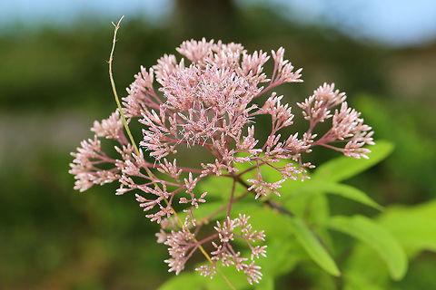 Hollow Joe-Pye Weed (Eutrochium fistulosum) Not sure of species-level ID at this point. On a lakeside trail. 
https://www.jungledragon.com/image/83080/joe-pye_weed_eutrochium_sp.html Eutrochium fistulosum,Geotagged,Hollow Joe-Pye weed,Summer,United States