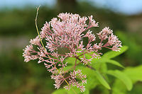Hollow Joe-Pye Weed (Eutrochium fistulosum) Not sure of species-level ID at this point. On a lakeside trail. <br />
https://www.jungledragon.com/image/83080/joe-pye_weed_eutrochium_sp.html Eutrochium fistulosum,Geotagged,Hollow Joe-Pye weed,Summer,United States
