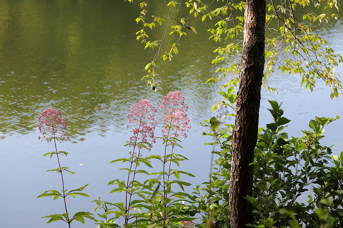 Hollow Joe-Pye Weed (Eutrochium fistulosum) Not sure of species-level ID at this point. On a lakeside trail. <br />
<figure class="photo"><a href="https://www.jungledragon.com/image/83079/hollow_joe-pye_weed_eutrochium_fistulosum.html" title="Hollow Joe-Pye Weed (Eutrochium fistulosum)"><img src="https://s3.amazonaws.com/media.jungledragon.com/images/3231/83079_thumb.jpg?AWSAccessKeyId=05GMT0V3GWVNE7GGM1R2&Expires=1769040010&Signature=gKXnJJQ1BerEW0yFI4TGd%2BJ72xY%3D" width="200" height="134" alt="Hollow Joe-Pye Weed (Eutrochium fistulosum) Not sure of species-level ID at this point. On a lakeside trail. <br />
https://www.jungledragon.com/image/83080/joe-pye_weed_eutrochium_sp.html Eutrochium fistulosum,Geotagged,Hollow Joe-Pye weed,Summer,United States" /></a></figure> Eutrochium fistulosum,Geotagged,Hollow Joe-Pye weed,Summer,United States