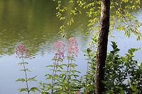 Hollow Joe-Pye Weed (Eutrochium fistulosum) Not sure of species-level ID at this point. On a lakeside trail. <br />
https://www.jungledragon.com/image/83079/joe-pye_weed_eutrochium_sp.html Eutrochium fistulosum,Geotagged,Hollow Joe-Pye weed,Summer,United States