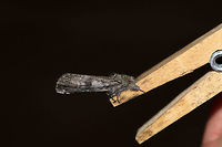 Black-blotched Schizura Moth (Schizura leptinoides) At a 395nm UV light setup at the edge of a dense mixed forest. It really wanted to hang out on a clothes pin for some reason. It refused to leave until daylight!<br />
https://www.jungledragon.com/image/83118/black-blotched_schizura_moth_schizura_leptinoides.html<br />
https://www.jungledragon.com/image/83117/black-blotched_schizura_moth_schizura_leptinoides.html Geotagged,Schizura leptinoides,Summer,United States